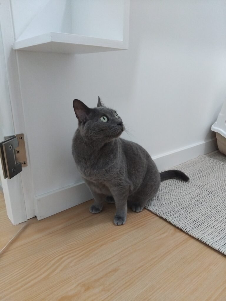 Gato a explorar as instalações dos quartos no Miau Boutique Hotel