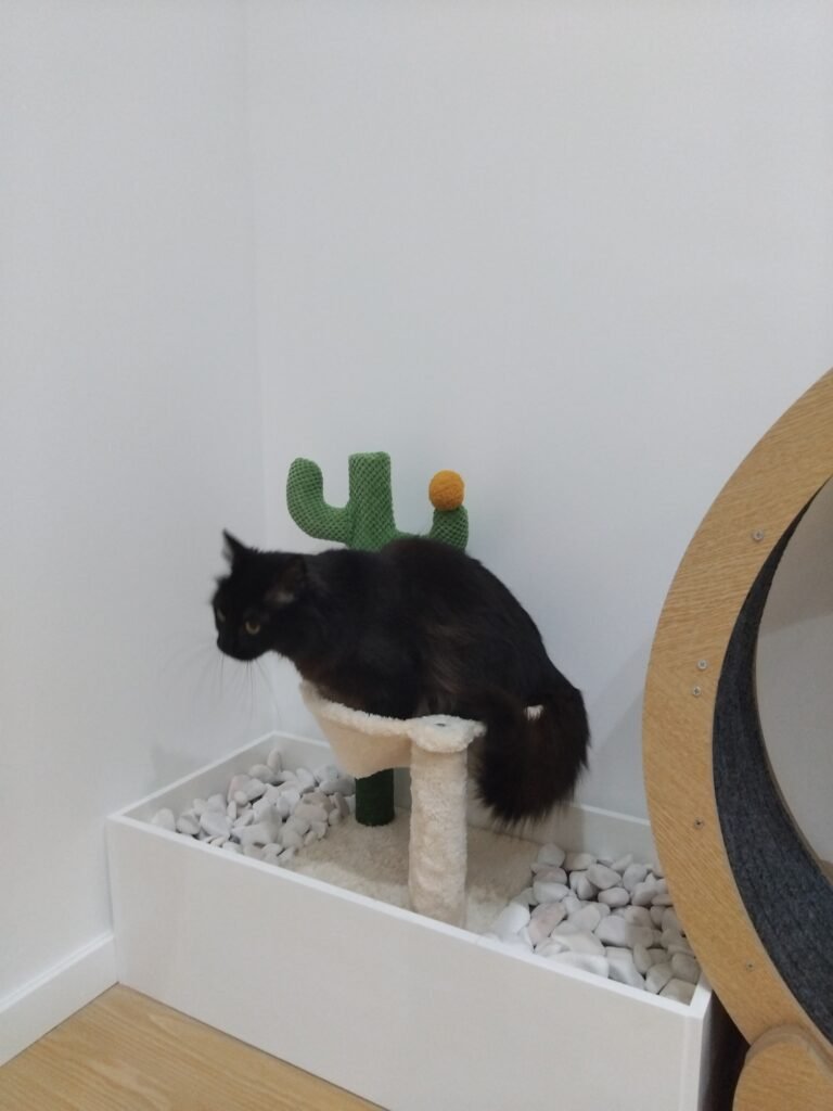 Gato a explorar as instalações do ginásio no Miau Boutique Hotel
