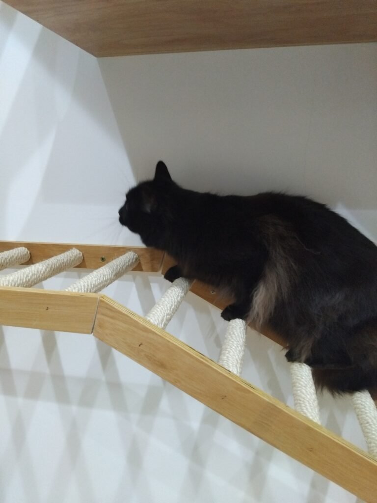 Gato a explorar as instalações do ginásio no Miau Boutique Hotel