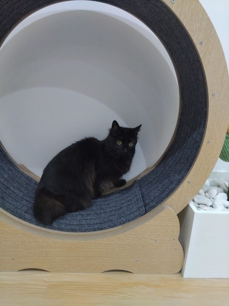 Gato a explorar as instalações do ginásio no Miau Boutique Hotel