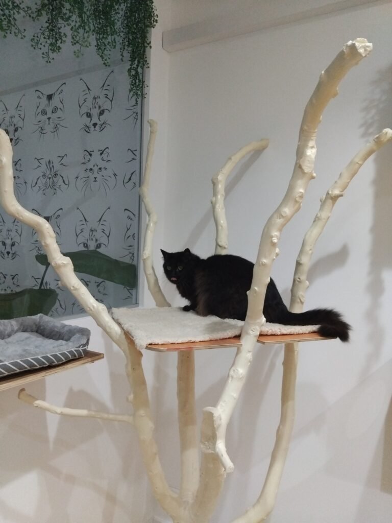 Gato a explorar as instalações do ginásio no Miau Boutique Hotel
