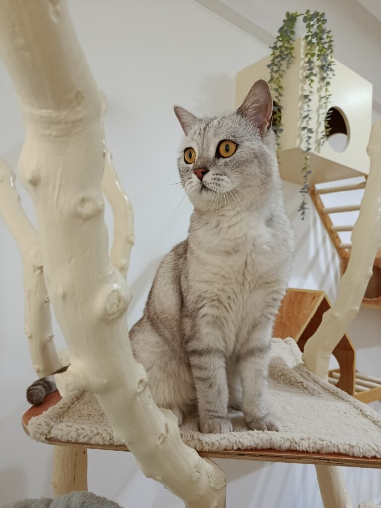 Gato a explorar as instalações do ginásio no Miau Boutique Hotel