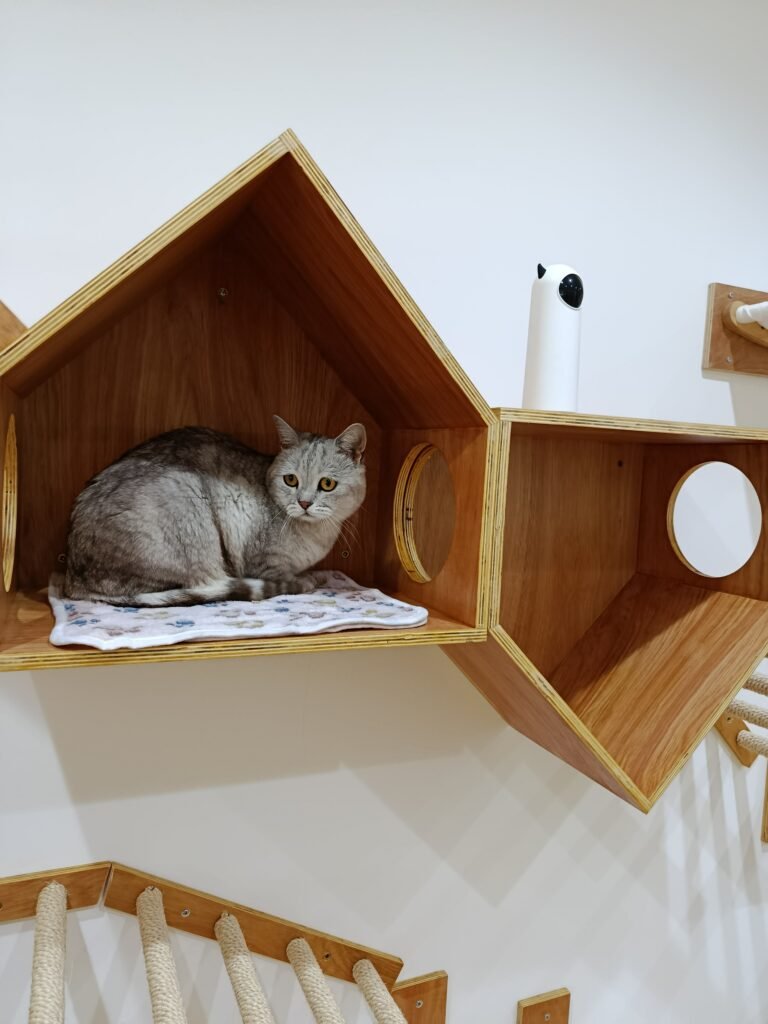 Gato a explorar as instalações do ginásio no Miau Boutique Hotel