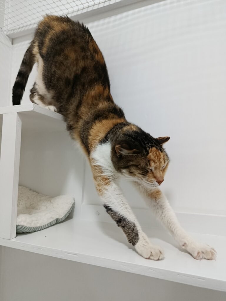 Gato a explorar as instalações dos quartos no Miau Boutique Hotel