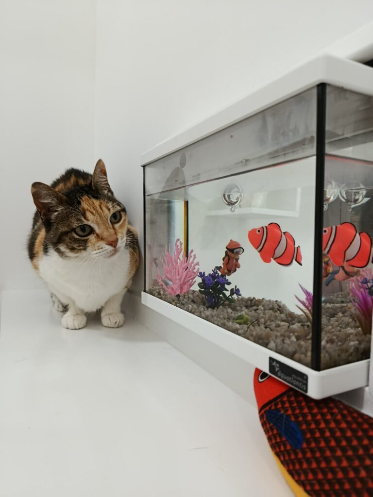 Gato a explorar as instalações dos quartos no Miau Boutique Hotel