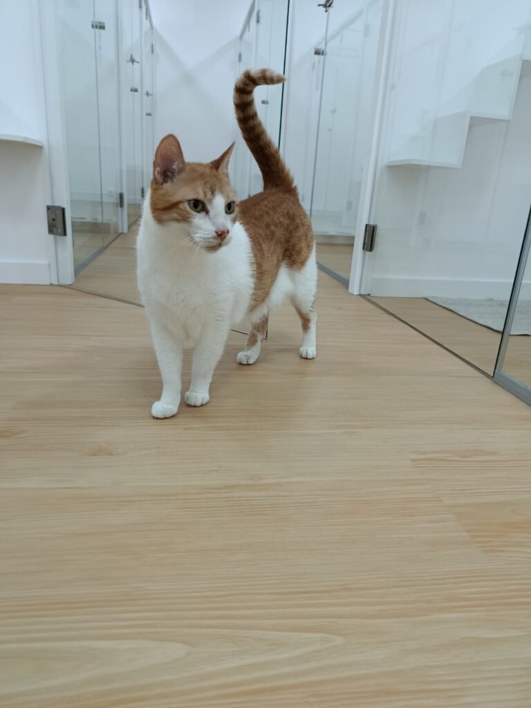 Gato a explorar as instalações dos quartos no Miau Boutique Hotel