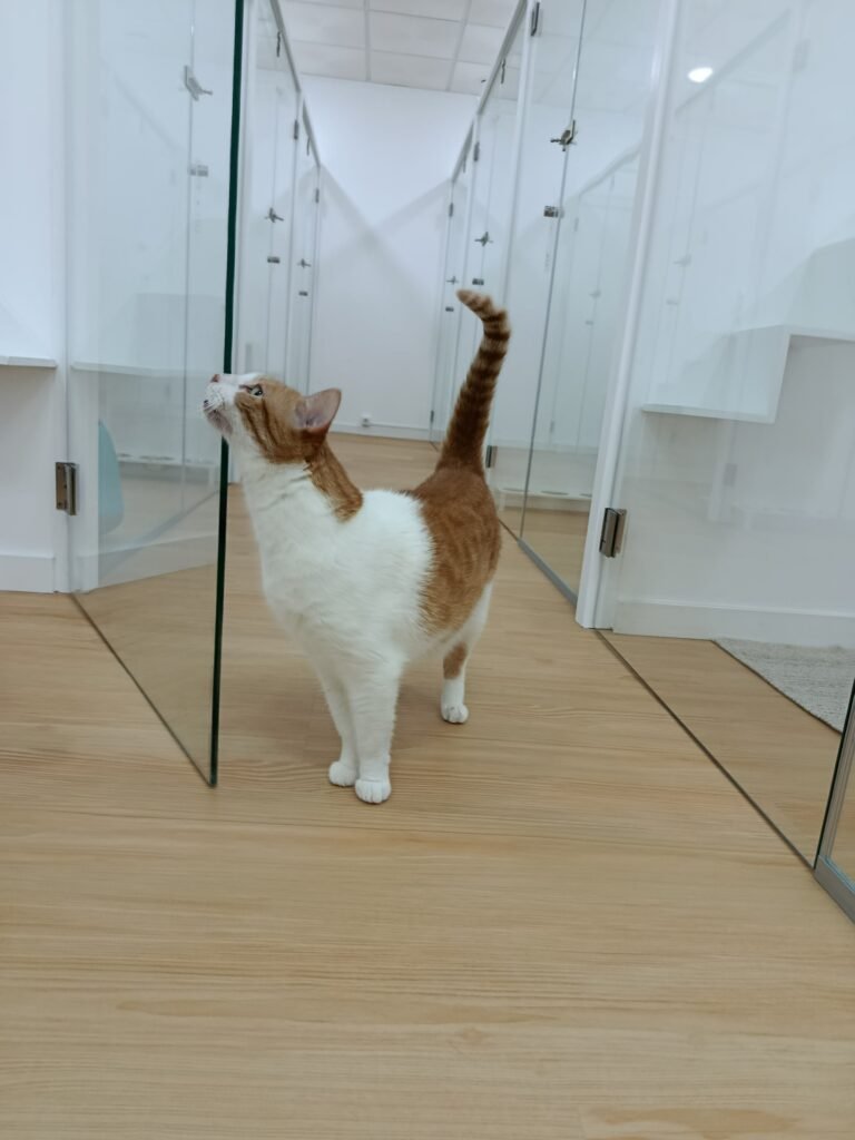 Gato a explorar as instalações dos quartos no Miau Boutique Hotel