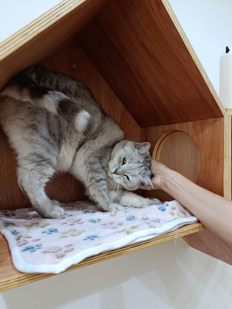 Gato a explorar as instalações do ginásio no Miau Boutique Hotel