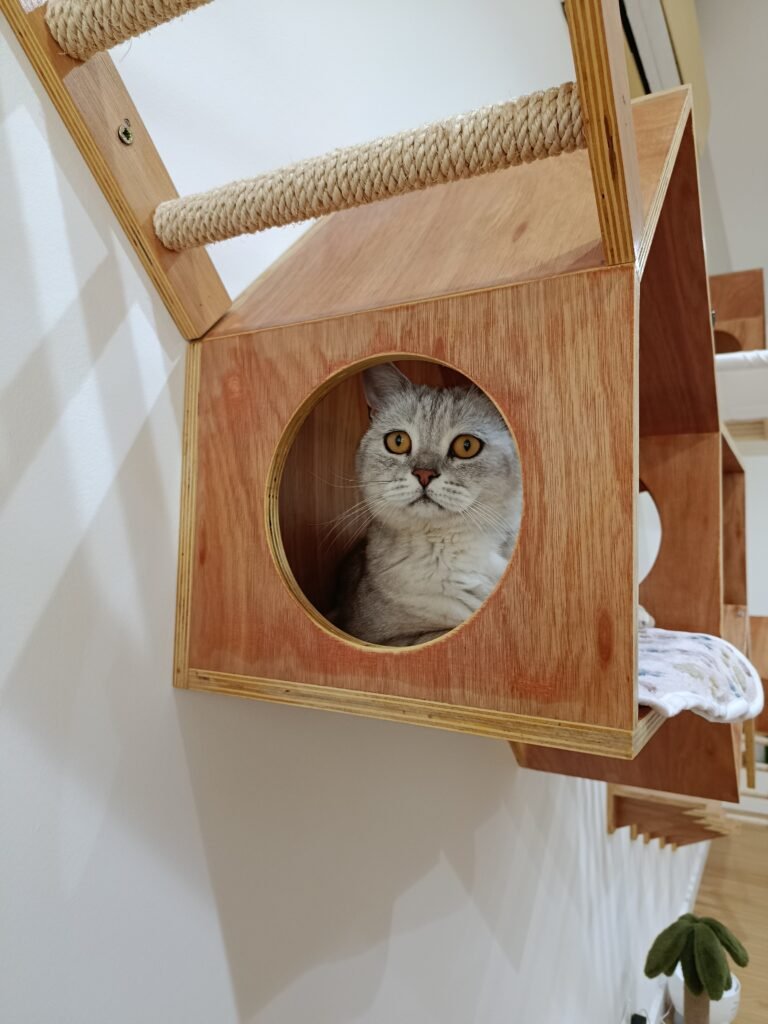 Gato a explorar as instalações do ginásio no Miau Boutique Hotel