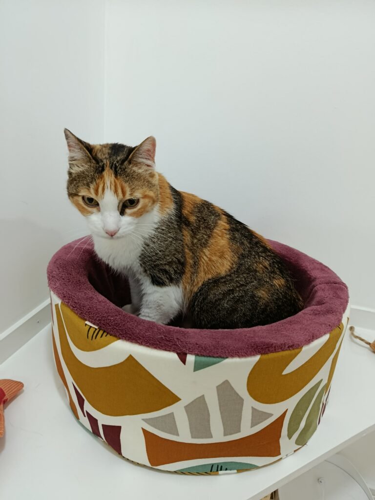 Gato a explorar as instalações dos quartos no Miau Boutique Hotel