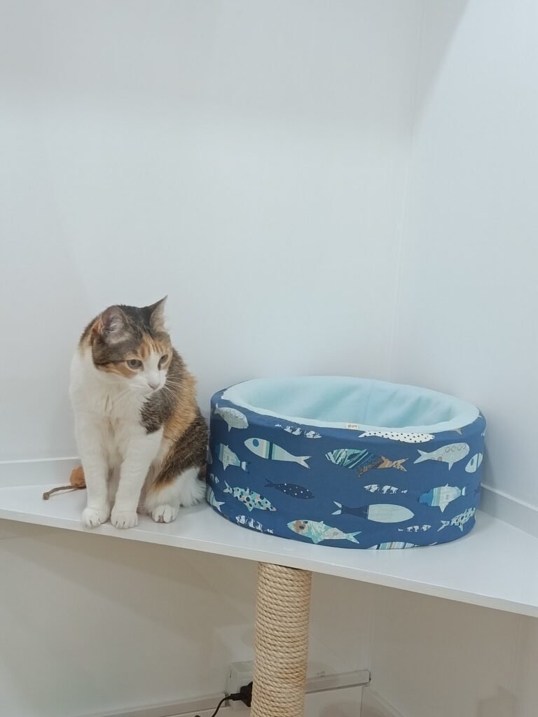 Gato a explorar as instalações dos quartos no Miau Boutique Hotel